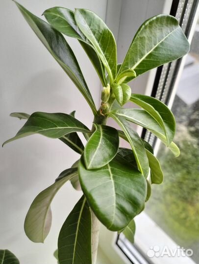 Адениум обесум