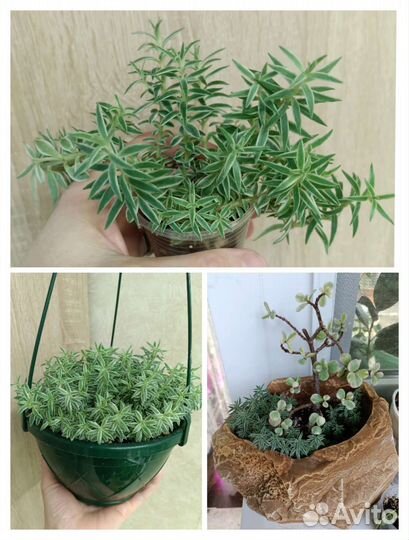 Суккуленты