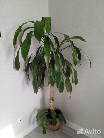 Драцена пальма