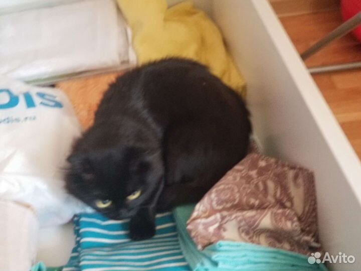 Кошки в добрые руки бесплатно