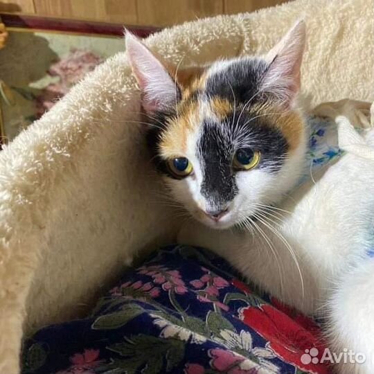 Срочный поиск дома, выпуск через 3 дня