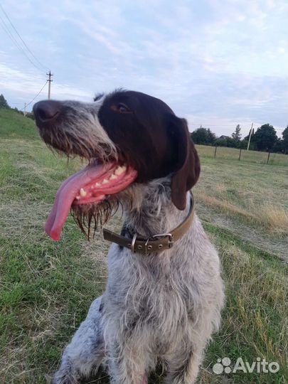 Курцхаар вязка(дратхаар)