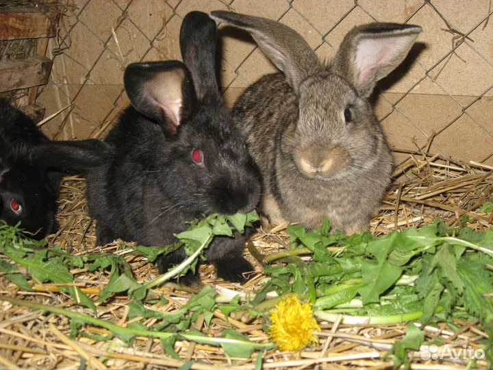 Крольчата, самки, самцы