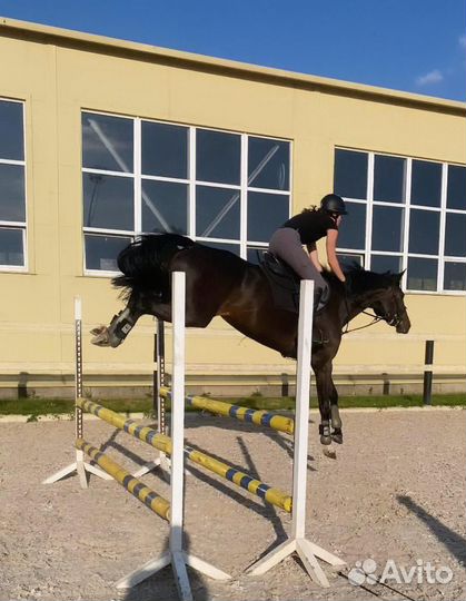 Лошадь в аренду занятия верховой ездой
