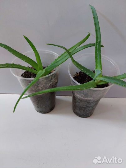 Алоэ столетник