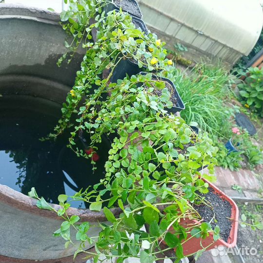 Вербейник для кашпо (монетчатый чай)