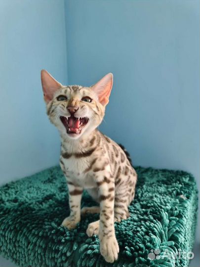 Бенгалятки