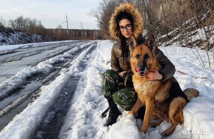 Кинолог, воспитание и дрессировка собак