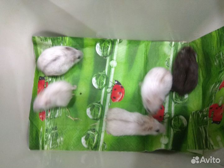 Хомячки на выбор,есть новое жилье