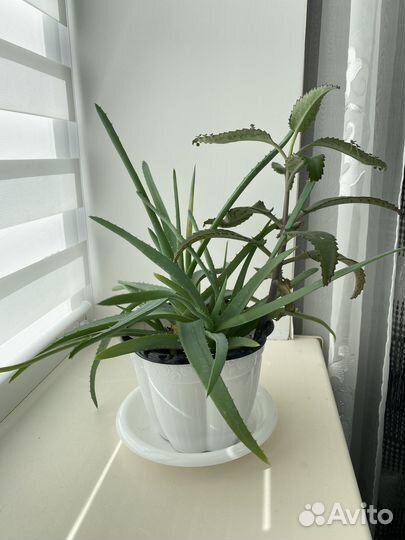 Алоэ и Каланхоэ