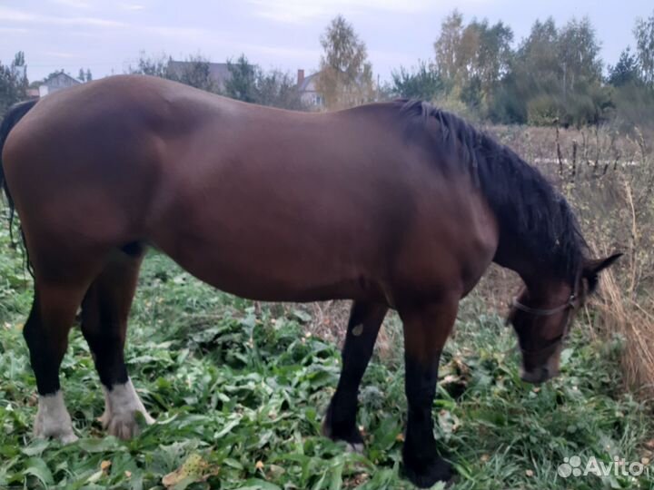 Владимирский тяжеловоз кабыла
