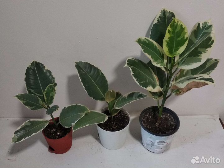 Фикусы. Тинеке