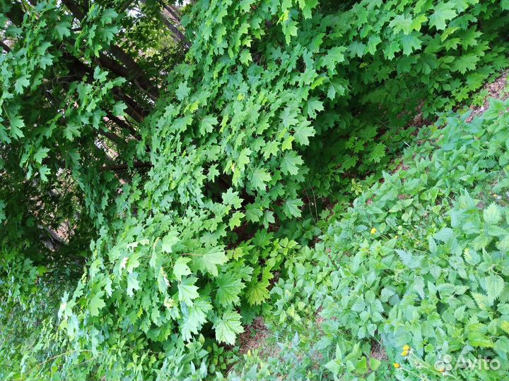 Лекарственные травы,ягоды,помидоры