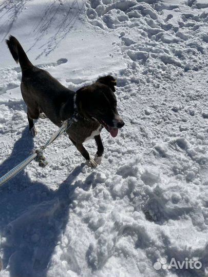 Собака ищет дом