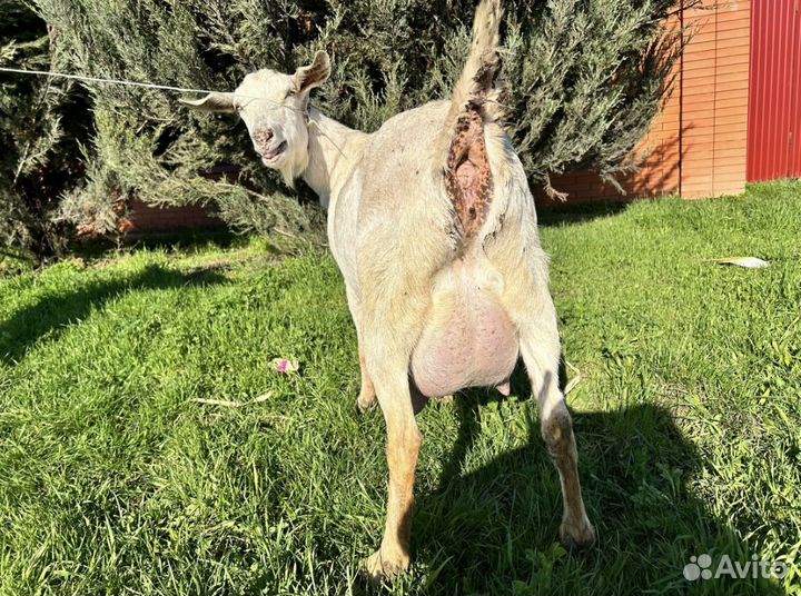 Дойные козы