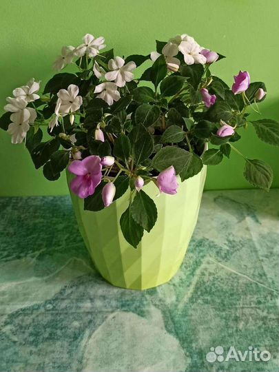 Фуксия и бальзамин (неугосимка,мокрый Ванька.)