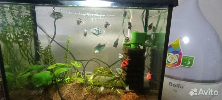 Аквариумные рыбки черноволосый попугай