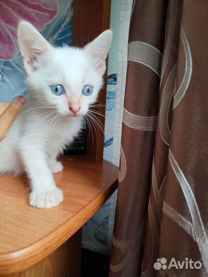 Малыш с голубыми глазами ждет лучших хозяев