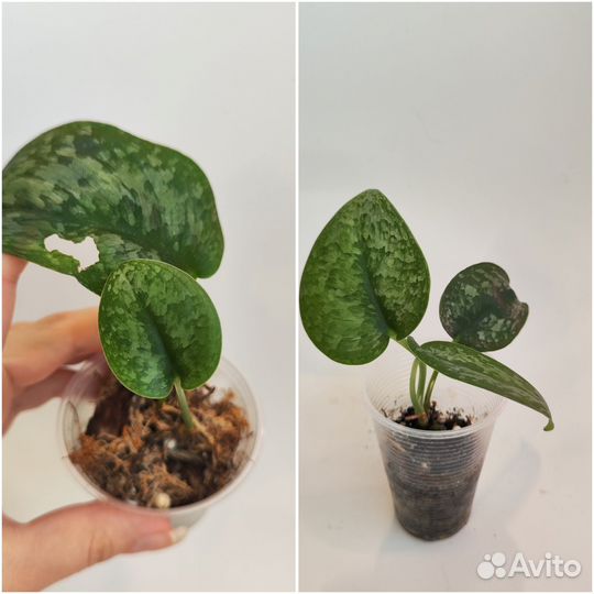 Сциндапсусы и эпипремнумы