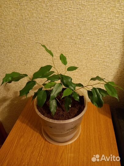 Фикус бенджамина