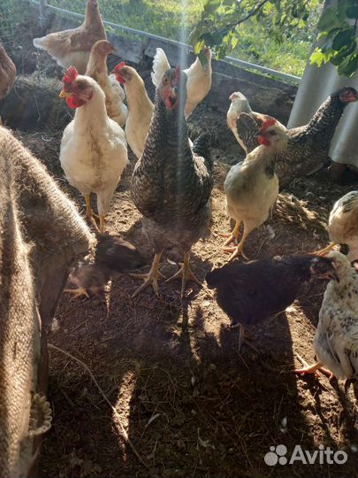 Куры несушки