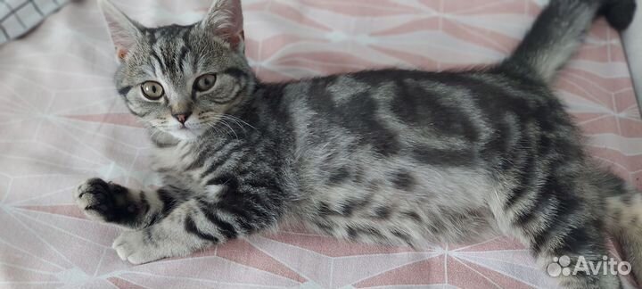 Котики бесплатно