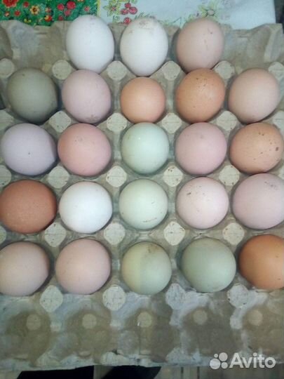 Инкубационное яйцо