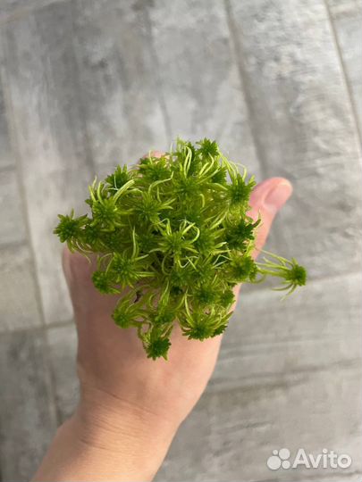 Мох сфагнум живой