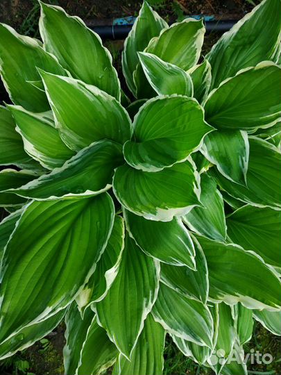 Хосты, много разных