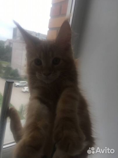 Кошки мэйкун