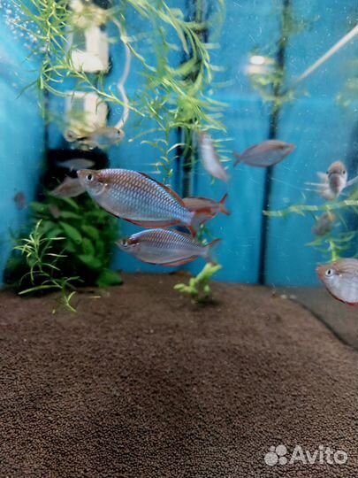 Аквариумные рыбки