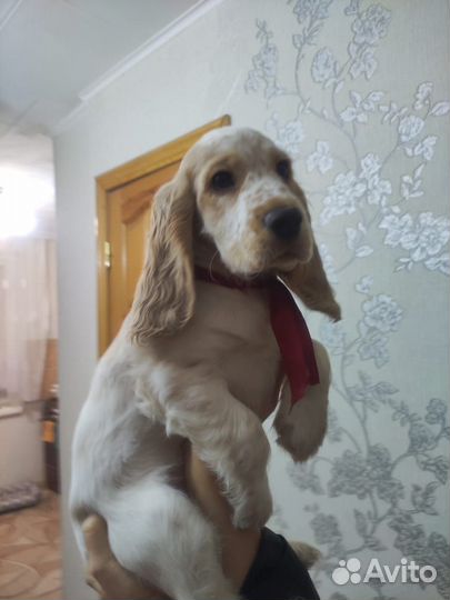 Собака кокер спаниель