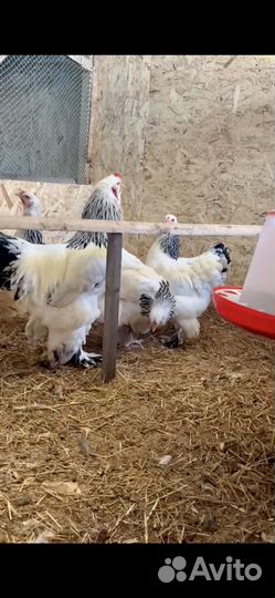 Инкубационное яйцо Брама