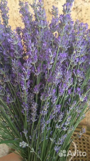 Лаванда