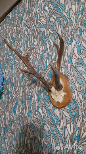 Рога косули большие на медальоне
