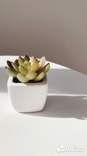 Суккуленты набор искусственный 3 шт