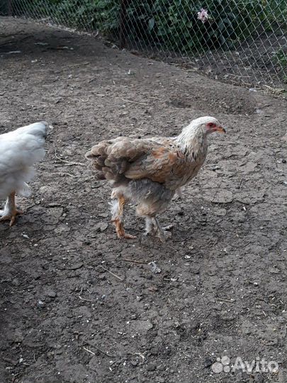 Цыплята породы брама Полевая