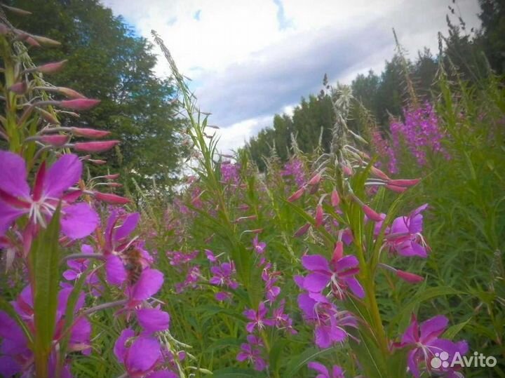 Иван-чай 1 кг кипрей 2О23 зож, гранулированный