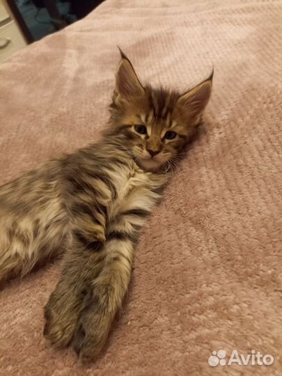 Котята мейн-кун