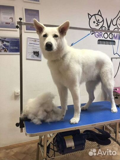 Белые Немцы бшо