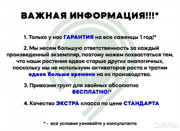 Туи смарагд оптом и в розницу