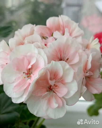 Комнатные растения