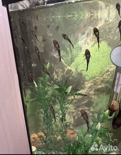 Анциструс сомики (аквариумные рыбки)