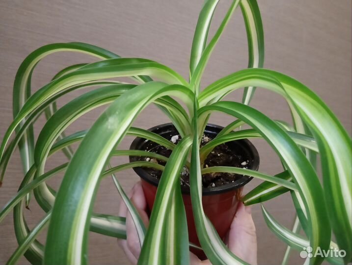 Хлорофитум кудрявый бонни