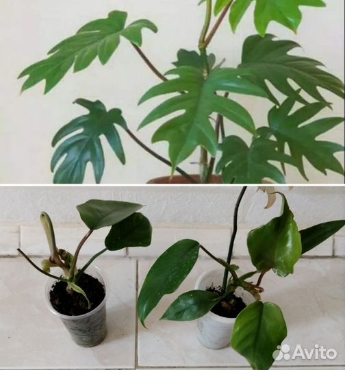 Филодендрон Майо, Биркин и др