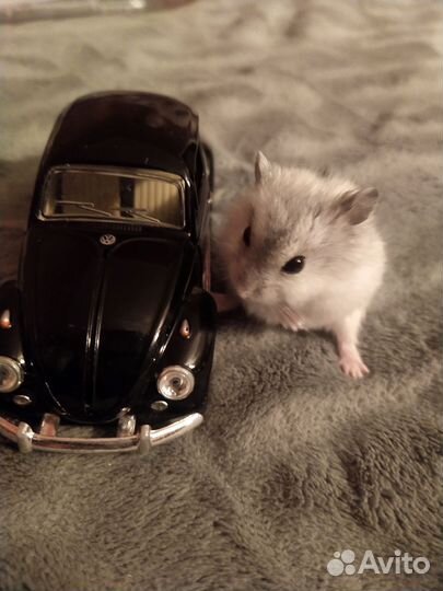 Чистокровные джунгарские хомячата