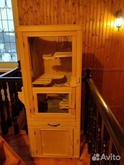 Шиншиллы семья