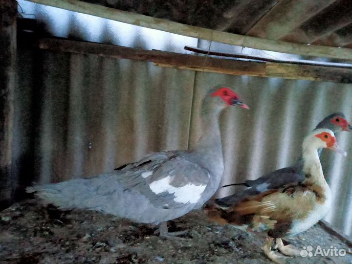 Утки шипуны