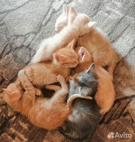 Кошка в дар бесплатно
