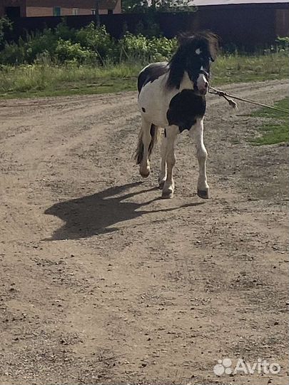 Лошадь пони